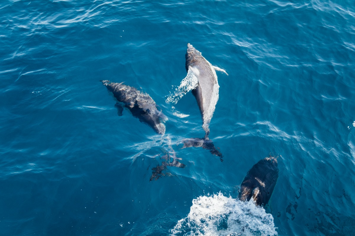 Dolphin Tour & Shrimp Trawl - Port Aransas, TX | Neptune's Charters