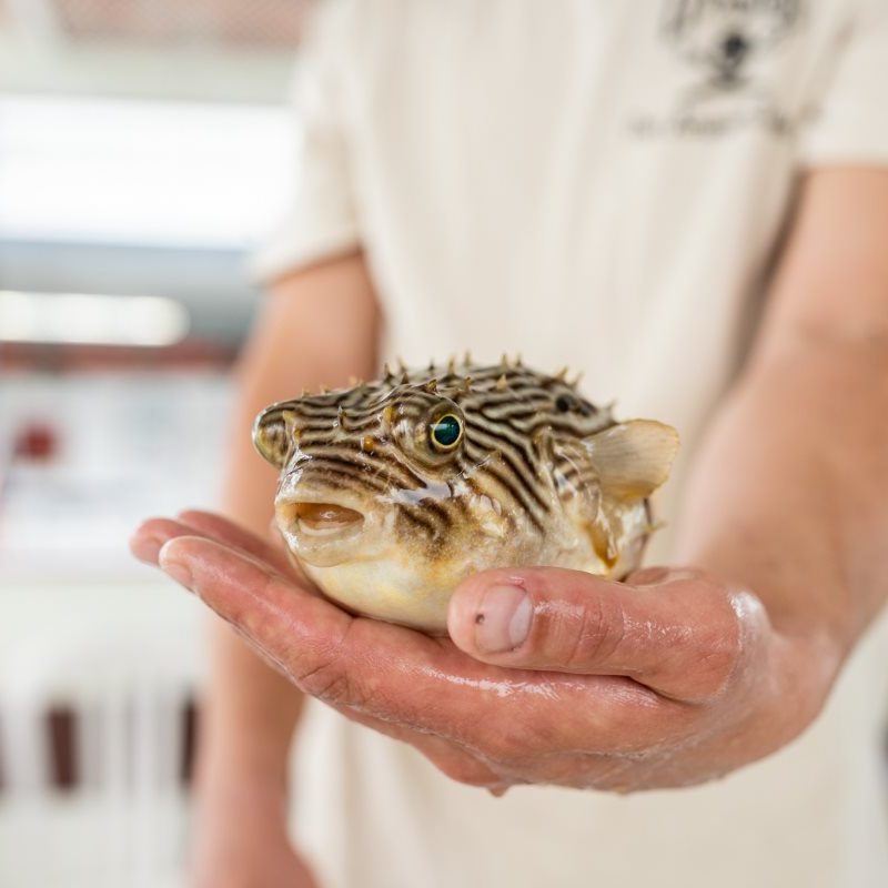 a person holding a bird