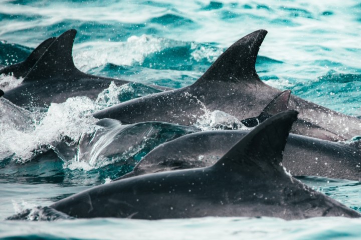 a dolphin jumping out of the water