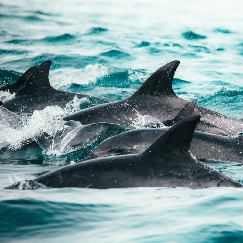 a dolphin jumping out of the water
